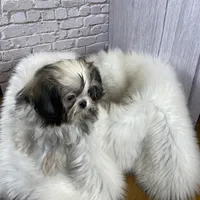 Tadpole, a male Shih Tzu for sale in Virginia, VA – Photo 1 of 10