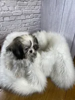 Tadpole, a male Shih Tzu for sale in Virginia, VA – Photo 1 of 10