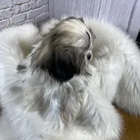 Tadpole, a male Shih Tzu for sale in Virginia, VA – Photo 7 of 10