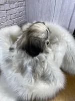 Tadpole, a male Shih Tzu for sale in Virginia, VA – Photo 7 of 10