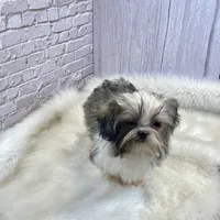 Tadpole, a male Shih Tzu for sale in Virginia, VA – Photo 6 of 10