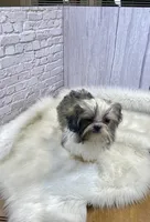 Tadpole, a male Shih Tzu for sale in Virginia, VA – Photo 6 of 10