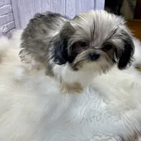 Tadpole, a male Shih Tzu for sale in Virginia, VA – Photo 4 of 10