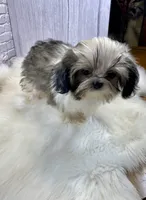 Tadpole, a male Shih Tzu for sale in Virginia, VA – Photo 4 of 10