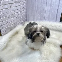 Tadpole, a male Shih Tzu for sale in Virginia, VA – Photo 10 of 10