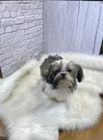 Tadpole, a male Shih Tzu for sale in Virginia, VA – Photo 10 of 10