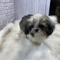 Tadpole, a male Shih Tzu for sale in Virginia, VA – Photo 2 of 10