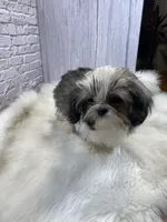 Tadpole, a male Shih Tzu for sale in Virginia, VA – Photo 2 of 10