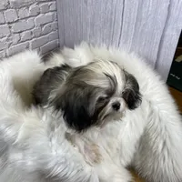 Tadpole, a male Shih Tzu for sale in Virginia, VA – Photo 9 of 10