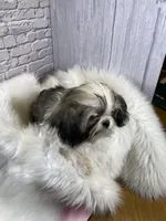 Tadpole, a male Shih Tzu for sale in Virginia, VA – Photo 9 of 10