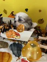 Shih tzu, a male Shih Tzu for sale in Stevensburg, VA – 2 of 6
