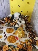Shih Tzu 4, a male Shih Tzu for sale in Stevensburg, VA – 5 of 5
