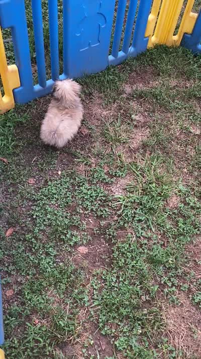 Teddy, a male Shih Tzu for sale in Virginia, VA – 5 of 6