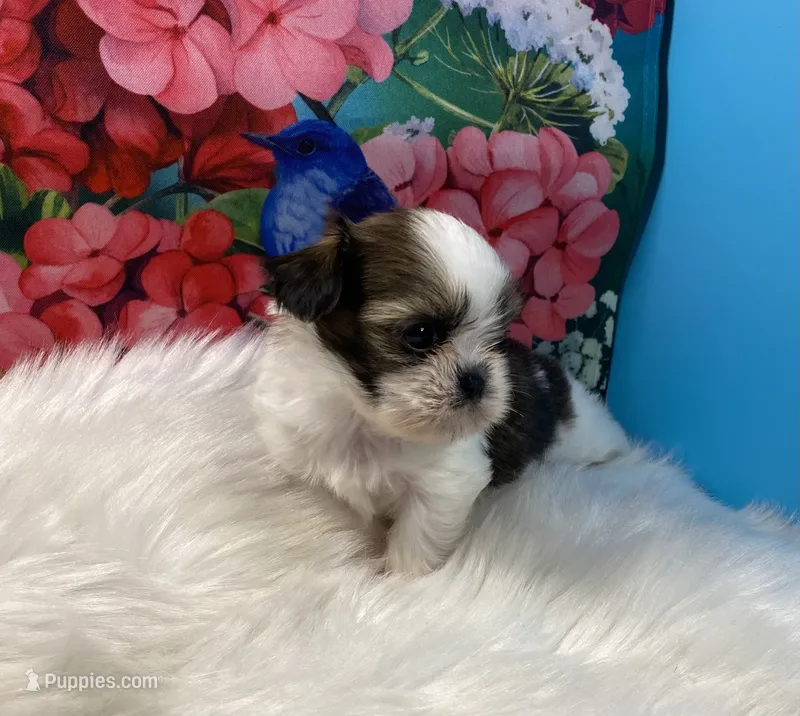 Taz – Shih Tzu puppy for sale in Virginia, VA