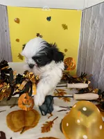 Shih Tzu 5, a male Shih Tzu for sale in Stevensburg, VA – 2 of 5
