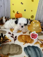 Shih Tzu 3, a male Shih Tzu for sale in Stevensburg, VA – 4 of 6