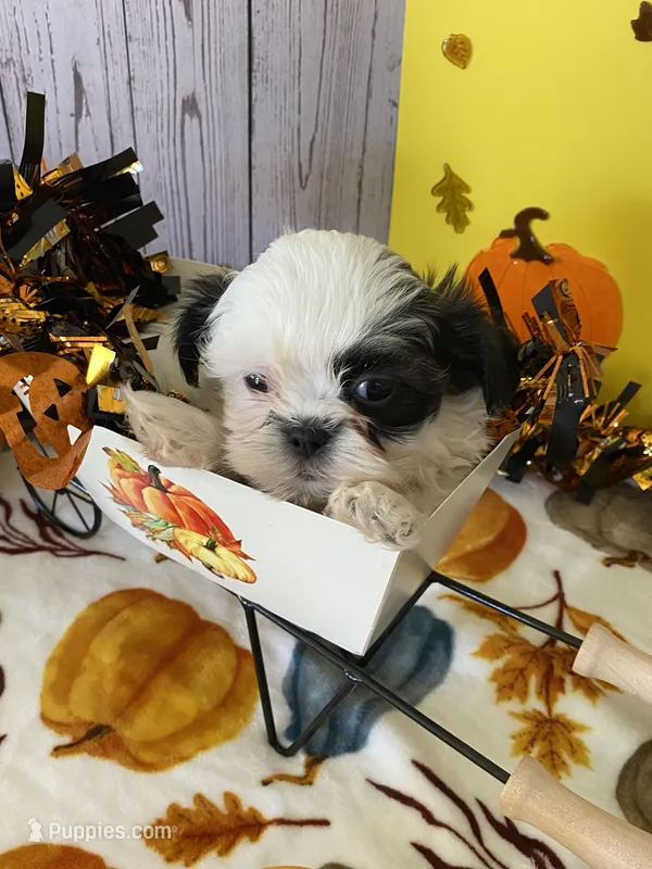 Shih Tzu 5 – Shih Tzu puppy for sale in Stevensburg, VA