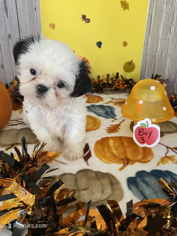 Shih Tzu – Shih Tzu puppy for sale in Stevensburg, VA