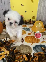 Shih Tzu, a male Shih Tzu for sale in Stevensburg, VA – 1 of 8