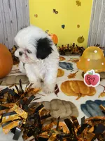 Shih Tzu, a male Shih Tzu for sale in Stevensburg, VA – 4 of 8