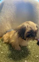 Teddy, a male Shih Tzu for sale in Lignum, VA – 5 of 7