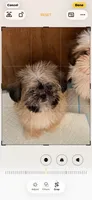 Teddy, a male Shih Tzu for sale in Virginia, VA – 2 of 6