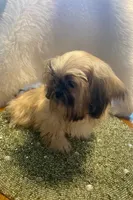 Teddy, a male Shih Tzu for sale in Lignum, VA – 3 of 7