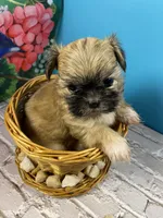 Teddy, a male Shih Tzu for sale in Virginia, VA – 1 of 5