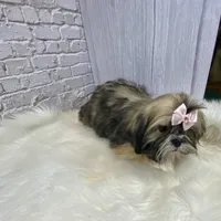 Sasha, a female Shih Tzu for sale in Virginia, VA – Photo 6 of 10