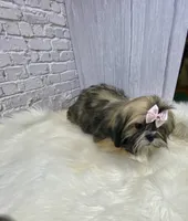 Sasha, a female Shih Tzu for sale in Virginia, VA – Photo 6 of 10