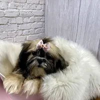 Sasha, a female Shih Tzu for sale in Virginia, VA – Photo 4 of 10