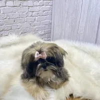 Sasha, a female Shih Tzu for sale in Virginia, VA – Photo 1 of 10