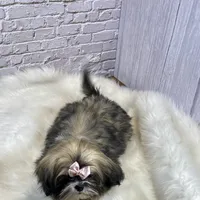 Sasha, a female Shih Tzu for sale in Virginia, VA – Photo 5 of 10