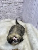 Sasha, a female Shih Tzu for sale in Virginia, VA – Photo 5 of 10