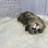 Sasha, a female Shih Tzu for sale in Virginia, VA – Photo 7 of 10