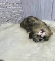 Sasha, a female Shih Tzu for sale in Virginia, VA – Photo 7 of 10