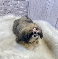 Sasha, a female Shih Tzu for sale in Virginia, VA – Photo 10 of 10