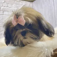 Sasha, a female Shih Tzu for sale in Virginia, VA – Photo 9 of 10