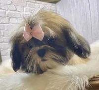 Sasha, a female Shih Tzu for sale in Virginia, VA – Photo 9 of 10