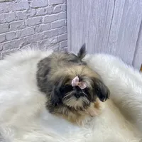 Sasha, a female Shih Tzu for sale in Virginia, VA – Photo 2 of 10