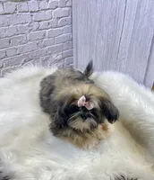 Sasha, a female Shih Tzu for sale in Virginia, VA – Photo 2 of 10