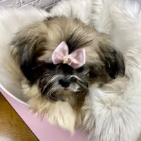 Sasha, a female Shih Tzu for sale in Virginia, VA – Photo 3 of 10