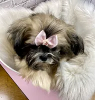 Sasha, a female Shih Tzu for sale in Virginia, VA – Photo 3 of 10