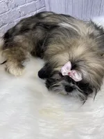 Sasha, a female Shih Tzu for sale in Virginia, VA – Photo 8 of 10