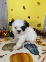 Shih Tzu 5, a male Shih Tzu for sale in Stevensburg, VA – 3 of 5