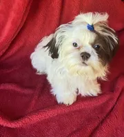 Jojo, a male Shih Tzu for sale in Virginia, VA – 3 of 5