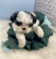 Champ, a male Shih Tzu for sale in Virginia, VA – Photo 5 of 6