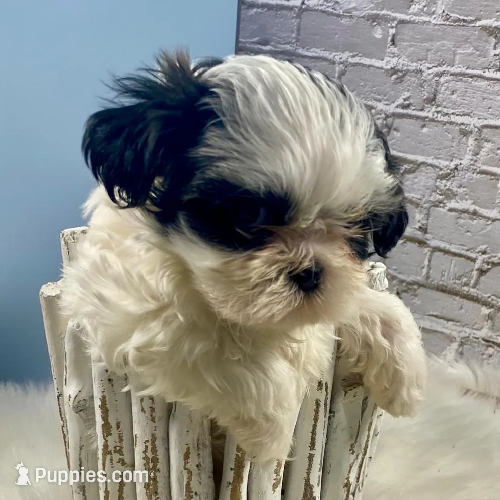 Champ, a male Shih Tzu for sale in Virginia, VA – Photo 3 of 6