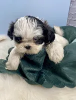 Champ, a male Shih Tzu for sale in Virginia, VA – Photo 2 of 6