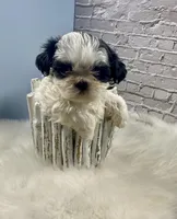 Champ, a male Shih Tzu for sale in Virginia, VA – Photo 4 of 6